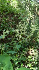 Iresine celosia