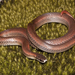 Sharp-tailed Snake - Photo (c) Bill Bouton, some rights reserved (CC BY-SA)