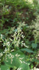Iresine celosia