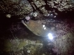 Gymnothorax mordax