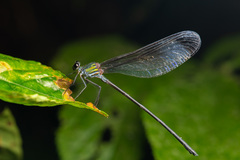 Psolodesmus mandarinus