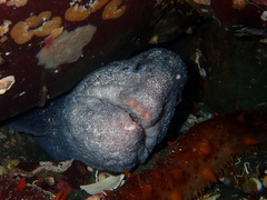 Anarrhichthys ocellatus
