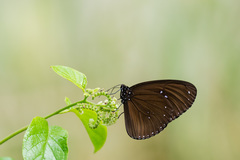 Euploea sylvester swinhoei