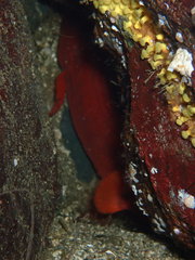 Brosmophycis marginata