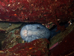 Anarrhichthys ocellatus