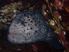 Anarrhichthys ocellatus