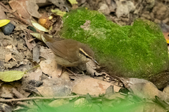 Urosphena squameiceps