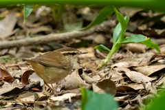 Urosphena squameiceps