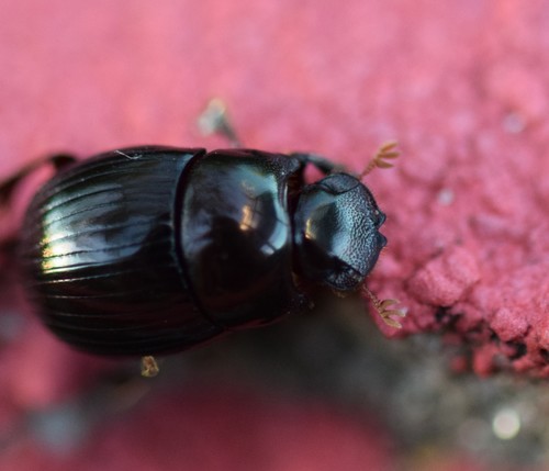 Ateuchus histeroides photo 4