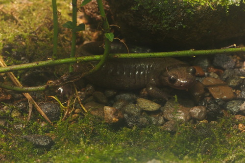 Hynobius retardatus
