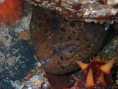 Anarrhichthys ocellatus