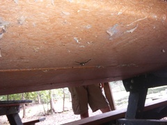 Philodromus marxi