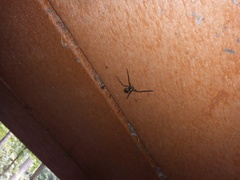 Philodromus marxi