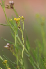 Senecio cunninghamii cunninghamii