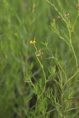Senecio cunninghamii cunninghamii