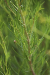 Senecio cunninghamii cunninghamii