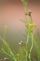 Senecio cunninghamii cunninghamii