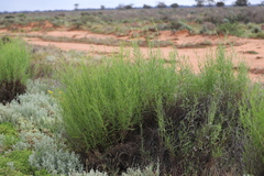 Senecio cunninghamii cunninghamii