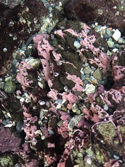 Chamberlainium tumidum