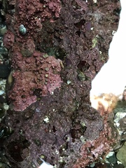 Chamberlainium tumidum