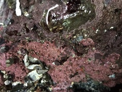 Chamberlainium tumidum