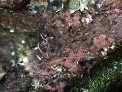 Chamberlainium tumidum