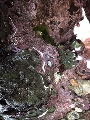 Chamberlainium tumidum