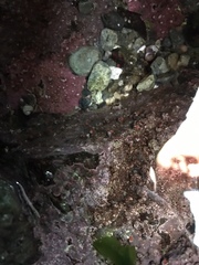 Chamberlainium tumidum