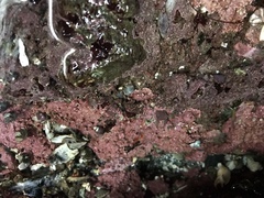 Chamberlainium tumidum