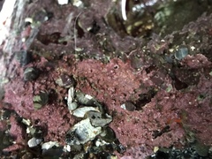 Chamberlainium tumidum