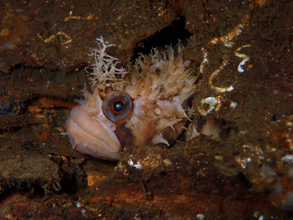 Decorated warbonnet (Chirolophis decoratus) — Stichaeidae