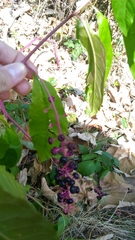 Phytolacca americana