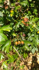Crataegus monogyna
