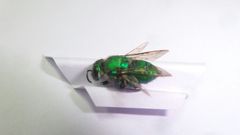 Euglossini