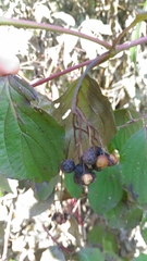 Cornus sanguinea