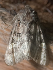 Euplexia benesimilis