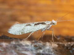 Rhigognostis interrupta