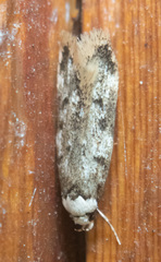 Endrosis sarcitrella