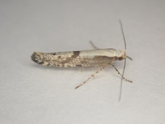 Argyresthiidae