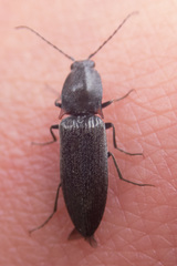 Acteniceromorphus umbricolus