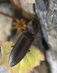 Acteniceromorphus umbricolus