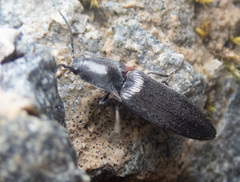 Acteniceromorphus umbricolus