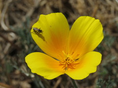 Thecophora propinqua