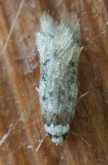 Endrosis sarcitrella