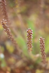 Plantago drummondii