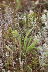 Plantago drummondii