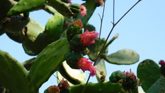 Opuntia karwinskiana