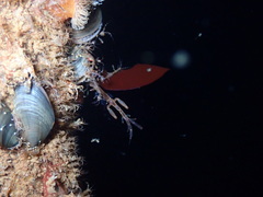 Caprella laeviuscula