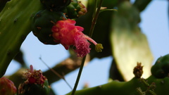 Opuntia karwinskiana