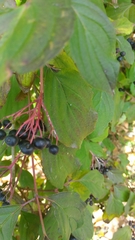 Cornus sanguinea